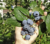 Heidelbeeren